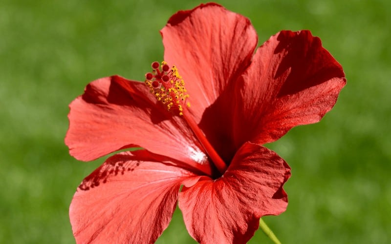 Rose of Sharon