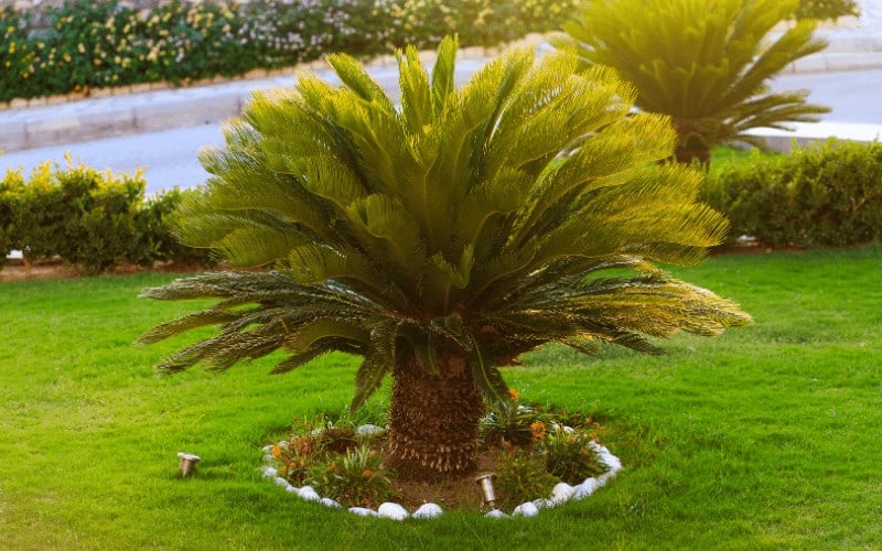 Sago Palm Tree