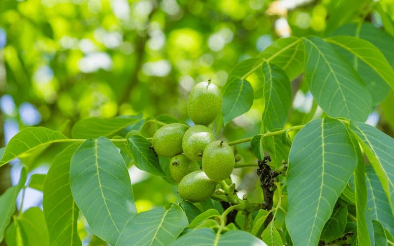 Signs Of a Dying Walnut Tree