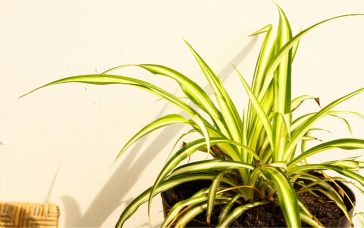 How To Save a Dying Spider Plant (5 EASY Steps)