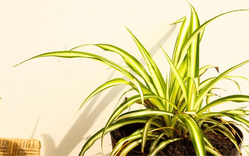 Signs That Your Spider Plant Is Dying