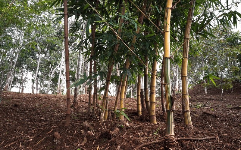 Signs of a Dying Bamboo Plant