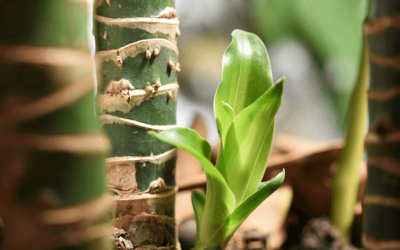 Signs of a Dying Dracaena Plant