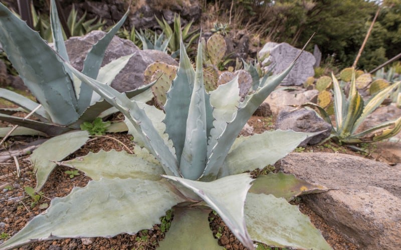 Signs of an Underwatered Aloe Plant