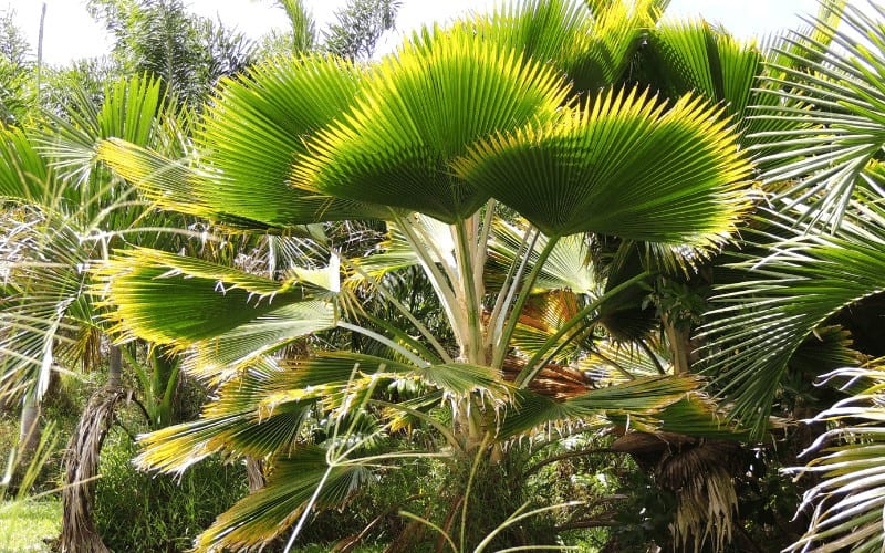 Silver Fan Palm Tree