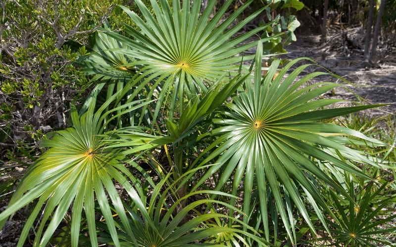 Silver Thatch Palm