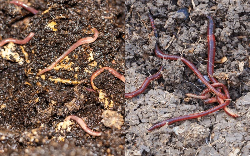 Similarities Between Compost Worms And Earthworms