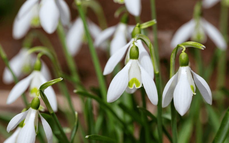 Snowdrop