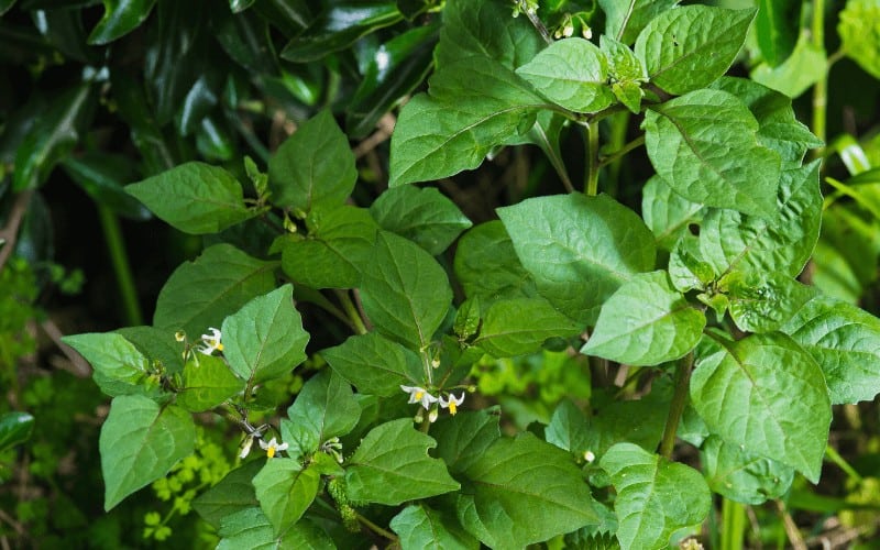 Solanum Nigrum