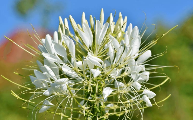 Spider Flowers