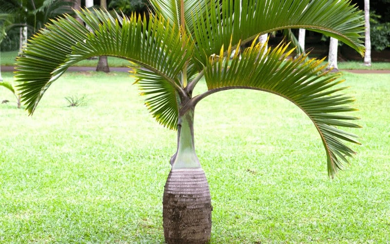 Spindle Palm tree