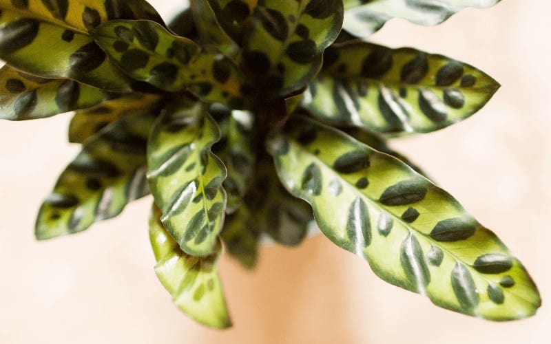 Symptoms Of a Dying Calathea Plant