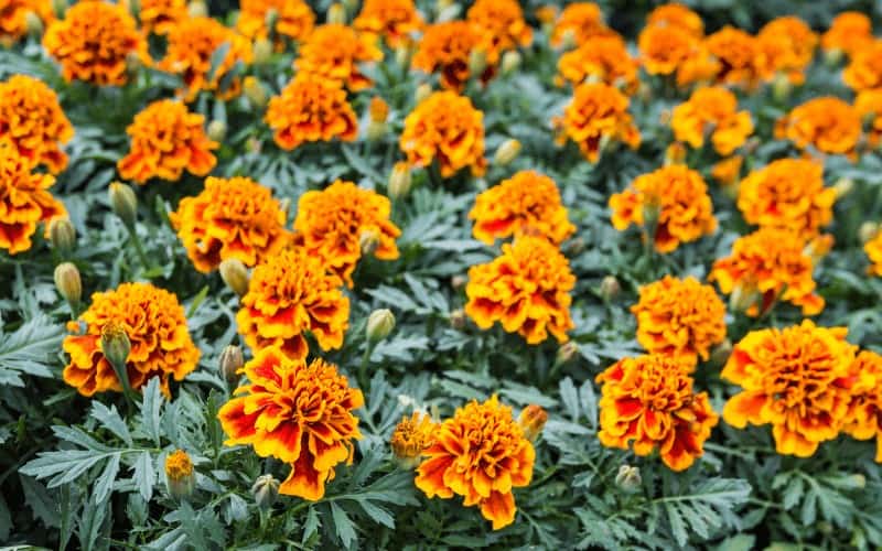 Tagetes