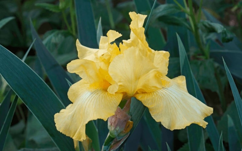 Tall Bearded Iris