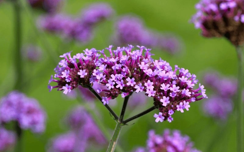 Tall Verbena