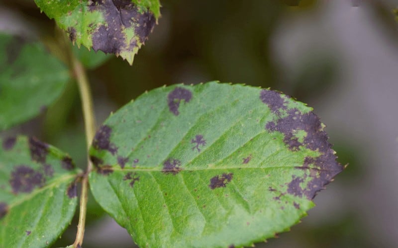 The Right Way to Water Your Dying Plant