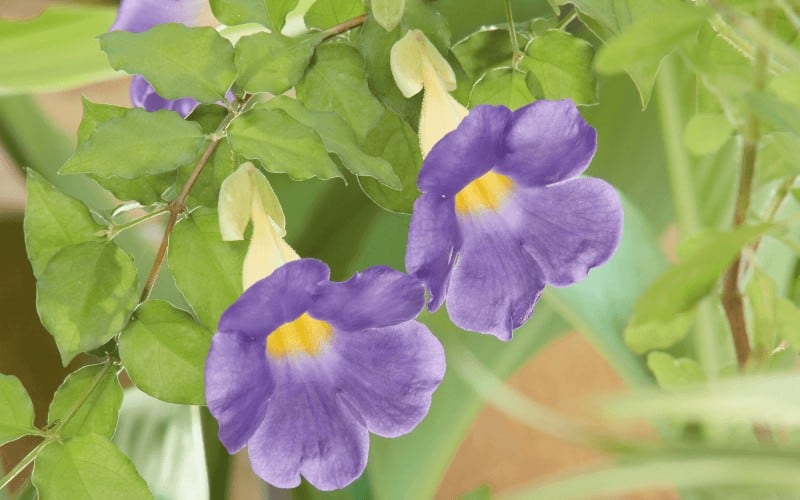 Thunbergia