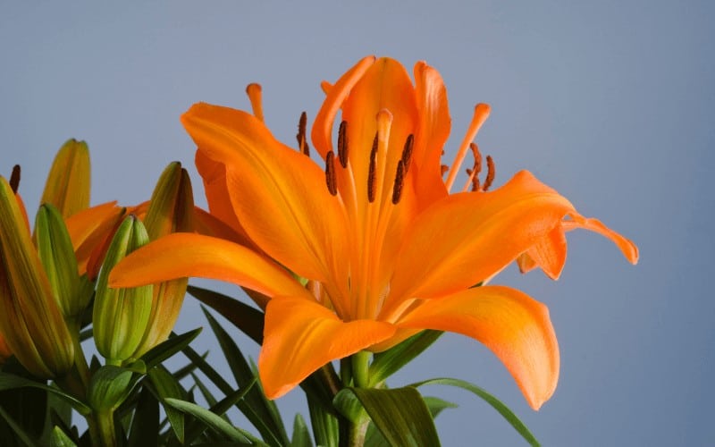 Tiger Lily