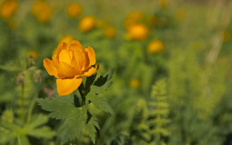 Trollius