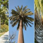 Types Of Palm Plants