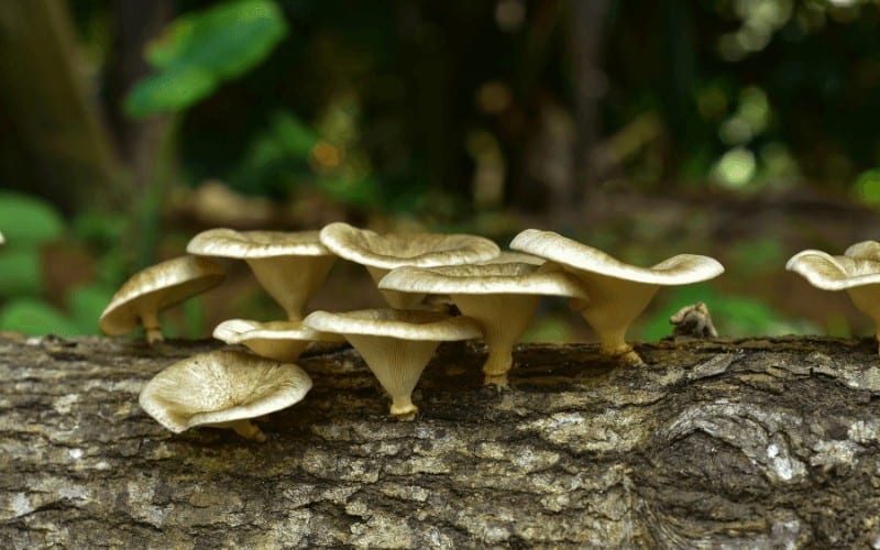 Types of Mushrooms