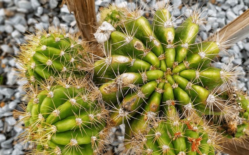 Uinta-Cactus