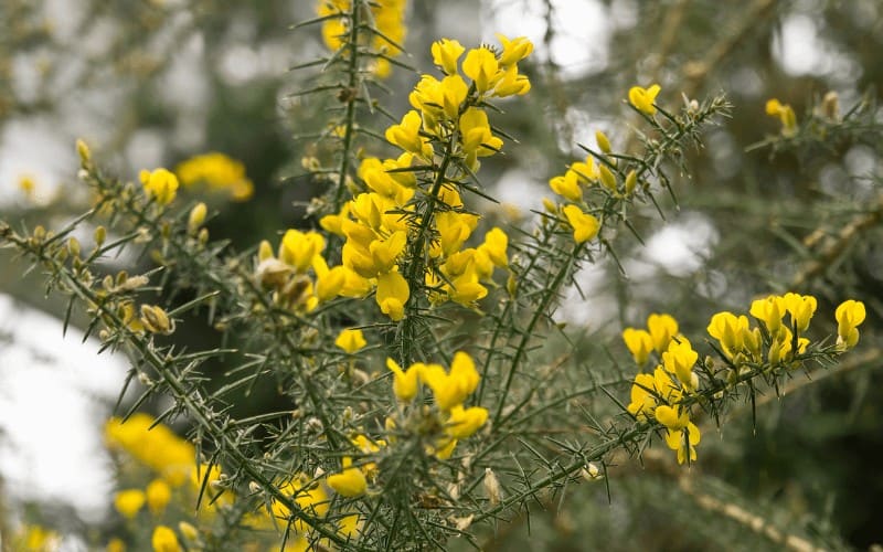 Ulex-Europaeus