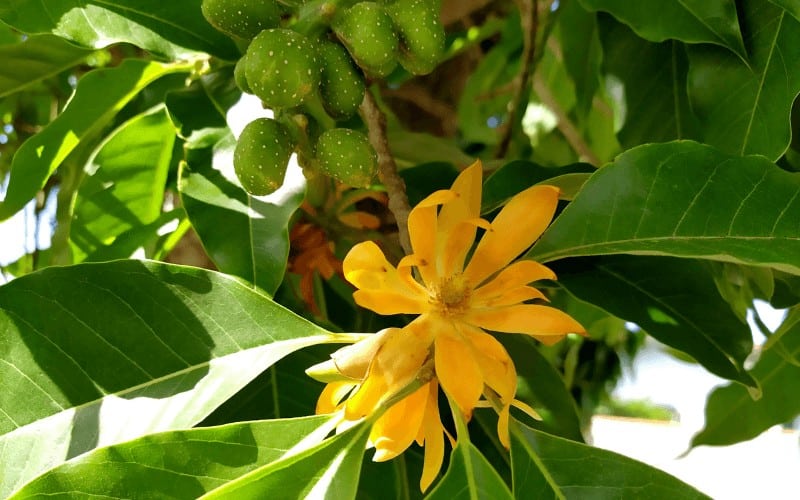 Umbrella Magnolia