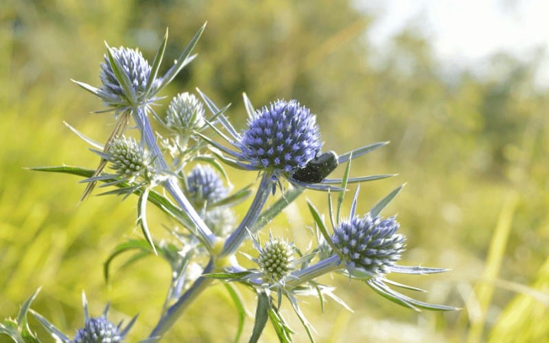 Variable Leaved Sea Holly