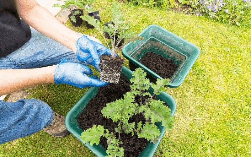 Is It Safe to Grow Vegetables In 5 Gallon Buckets?