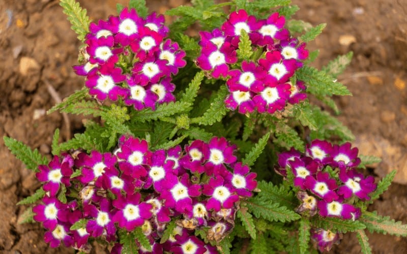 Verbena