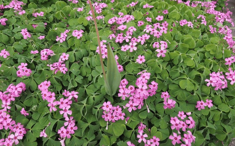 Violet Wood Sorrel