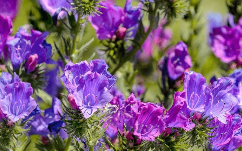 Viper’s Bugloss