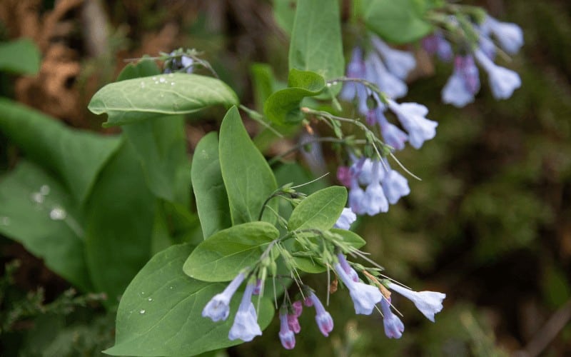 Virginia Bluebells