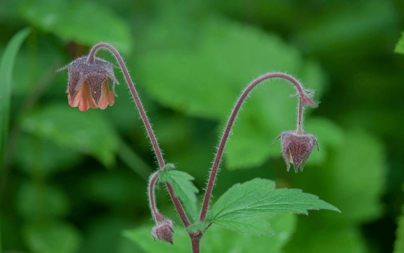 Water Avens