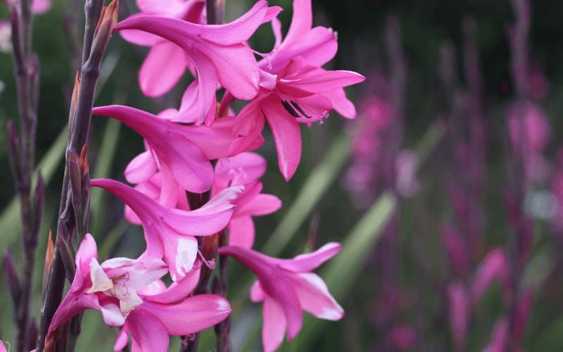 Watsonia