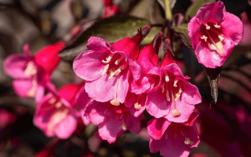 Weigela