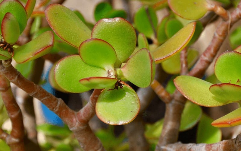 What Are the Symptoms of a Dying Jade Plant