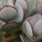What Causes A Jade Plant to Die