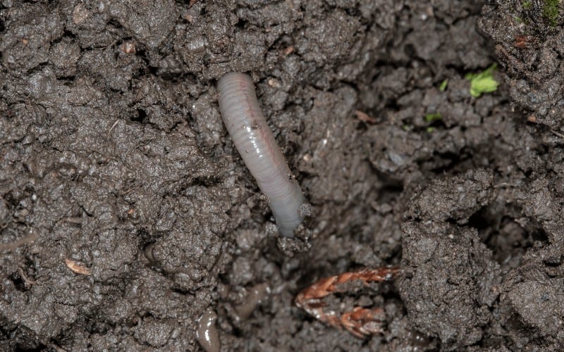 What Is Earthworm And Its Benefit