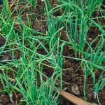 What type of onions is best to plant