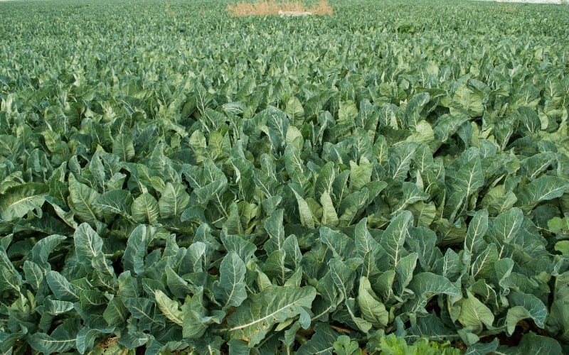 When Is The Best Time To Grow Cauliflower