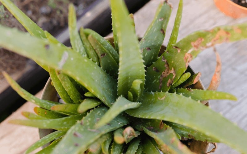 Why Your Aloe Plant Is Dying