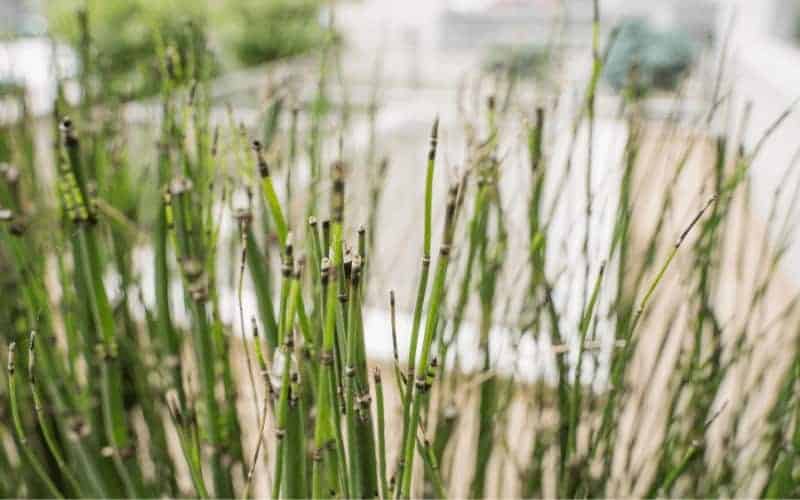 How to Save a Dying Bamboo Plant