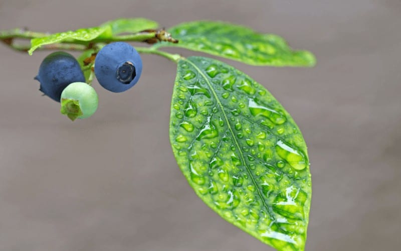 Why Your Blueberry Plant Is Dying