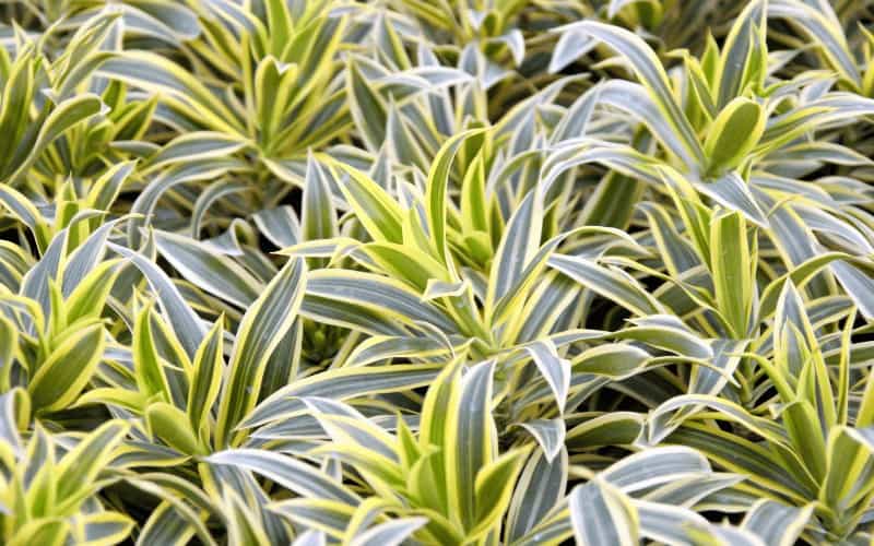 Why Your Dracaena Plant Is Dying