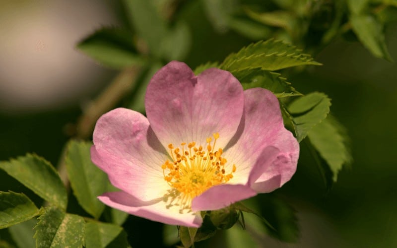 Wild Rose