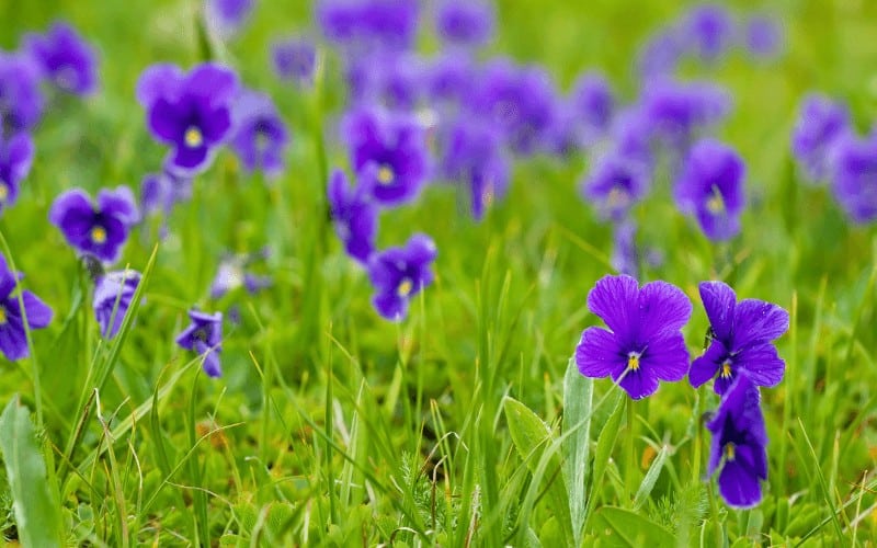 Wild Violet