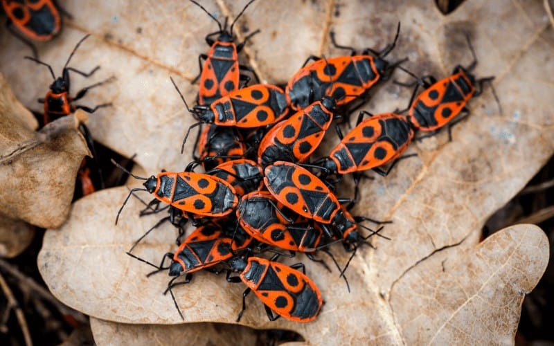 Wood Bugs That Look Like Roaches