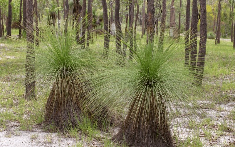 Xanthorrhoea-Johnsonii